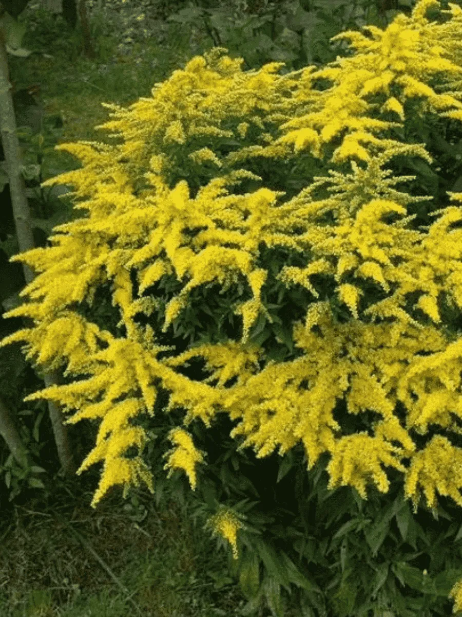 Солидаго гибридное Golkind