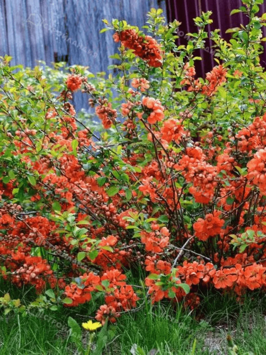 Айва превосходная Orange Trail