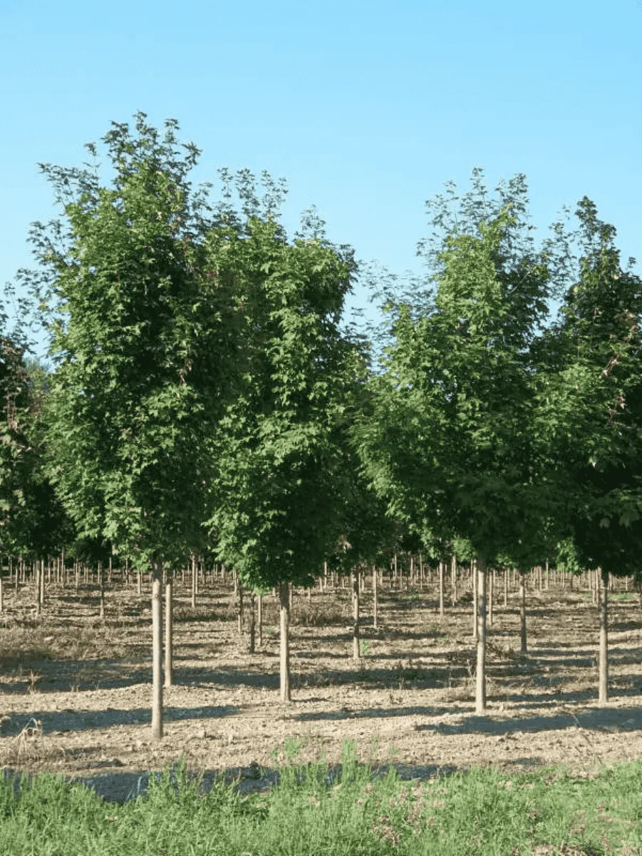 Клен сахарный Pyramidale