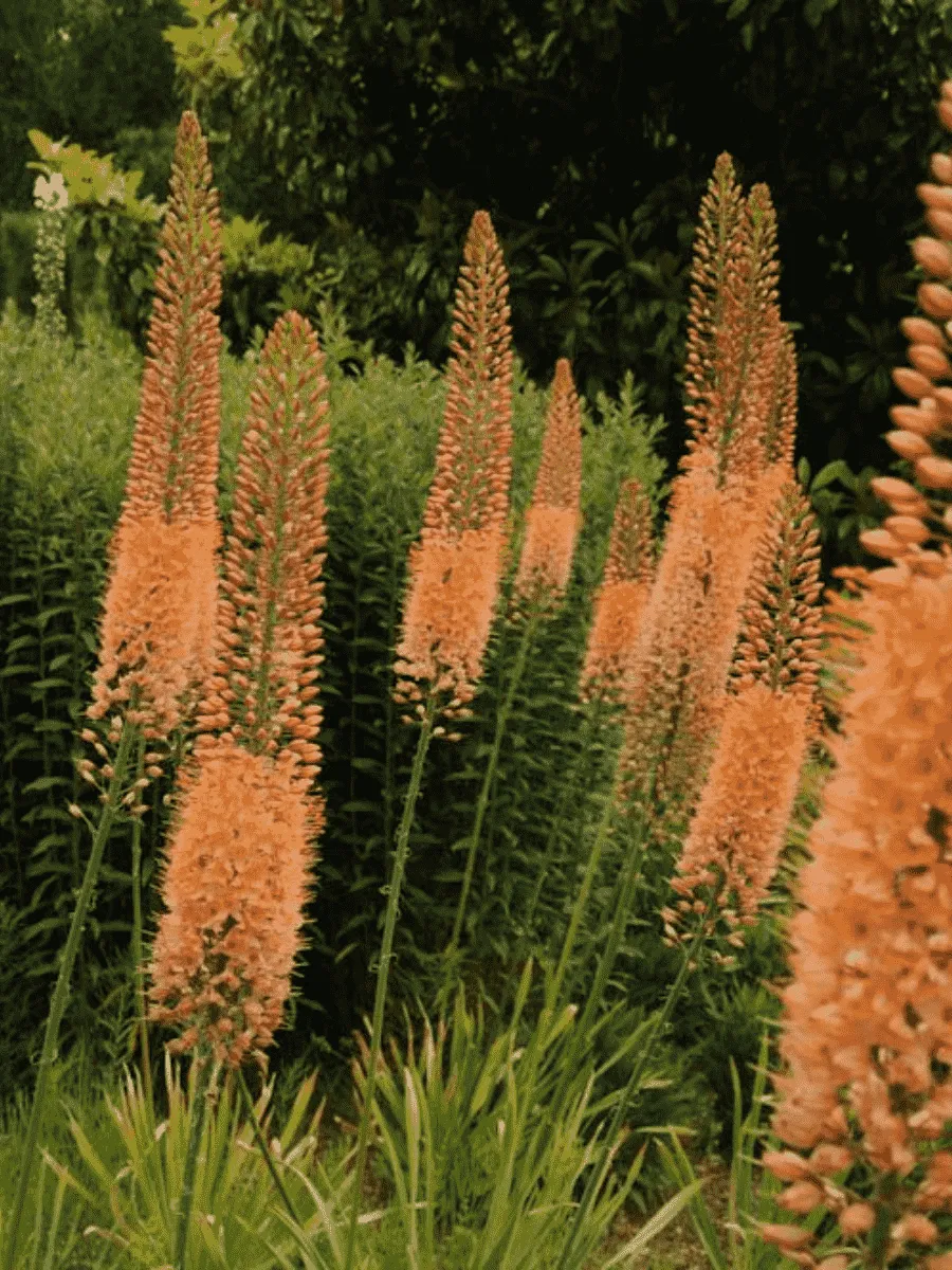 Эремурус Cleopatra