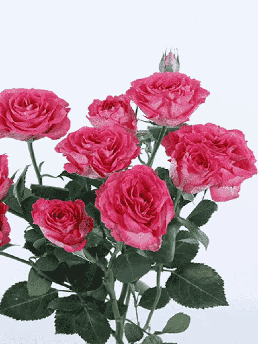 Роза спрей BELLA LINDA CERISE