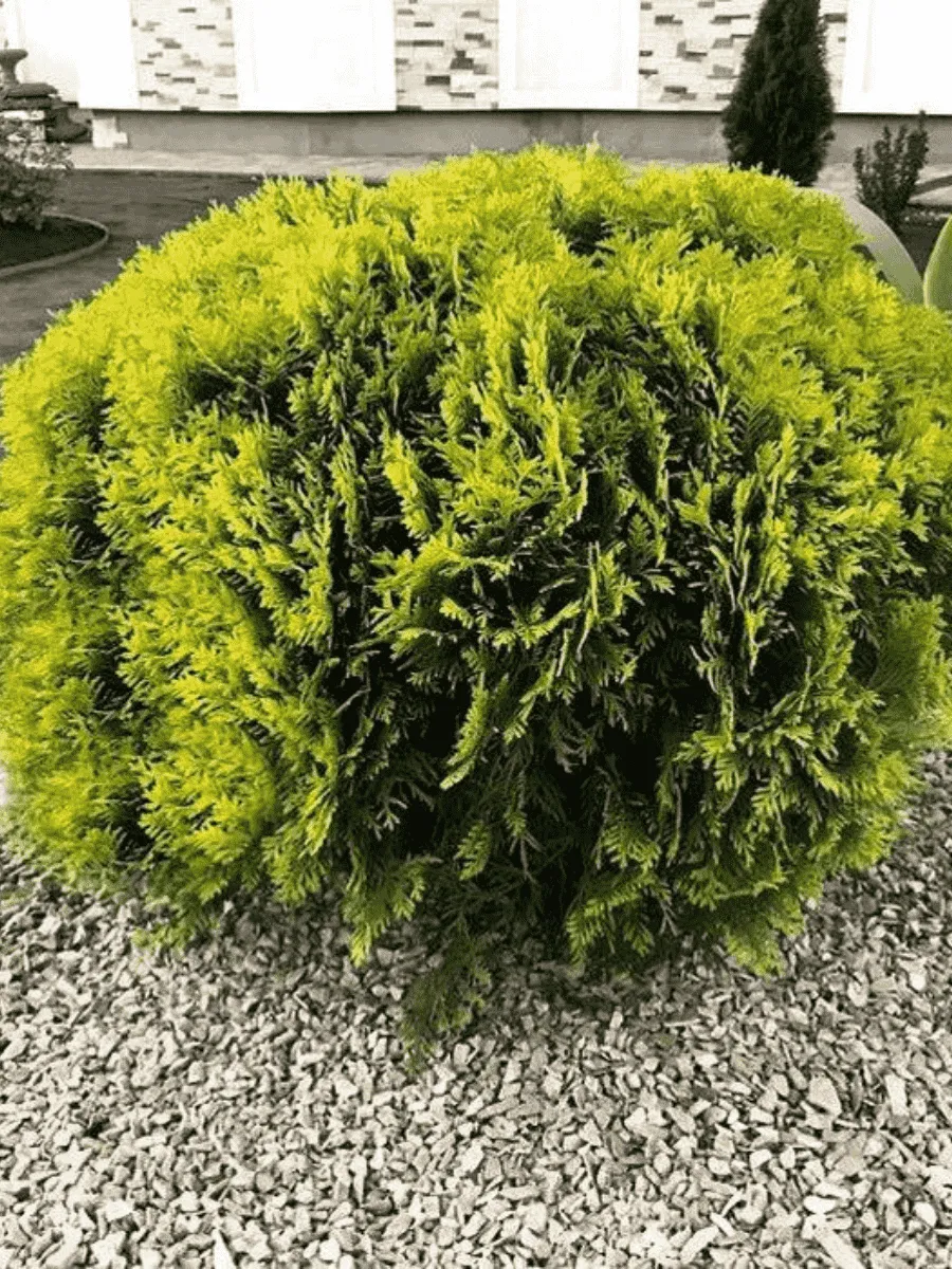 Туя западная Mirjam