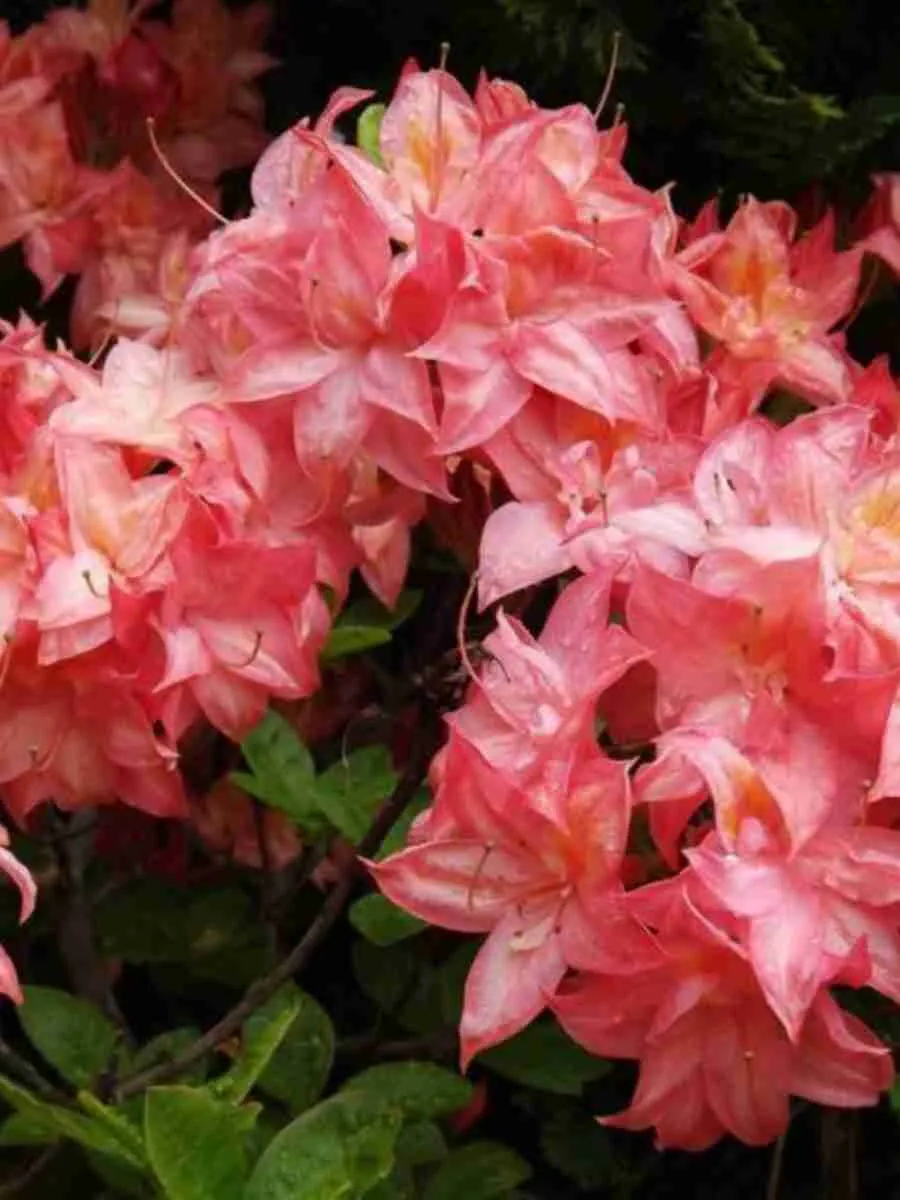 Азалия Pink Delight