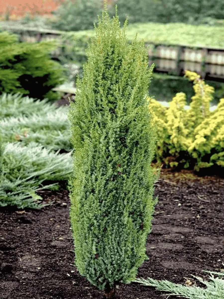 Можжевельник обыкновенный Arnold