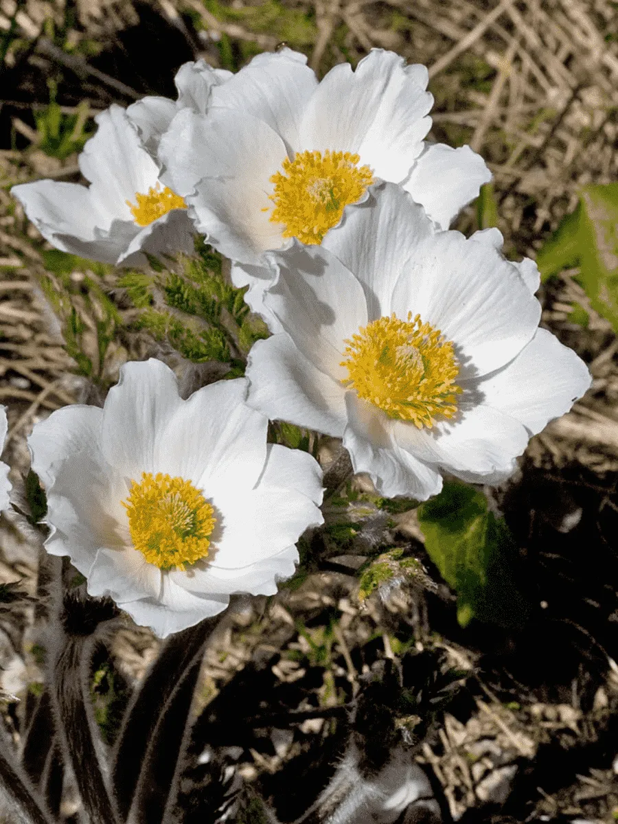 Прострел Альпийский Sulphurea
