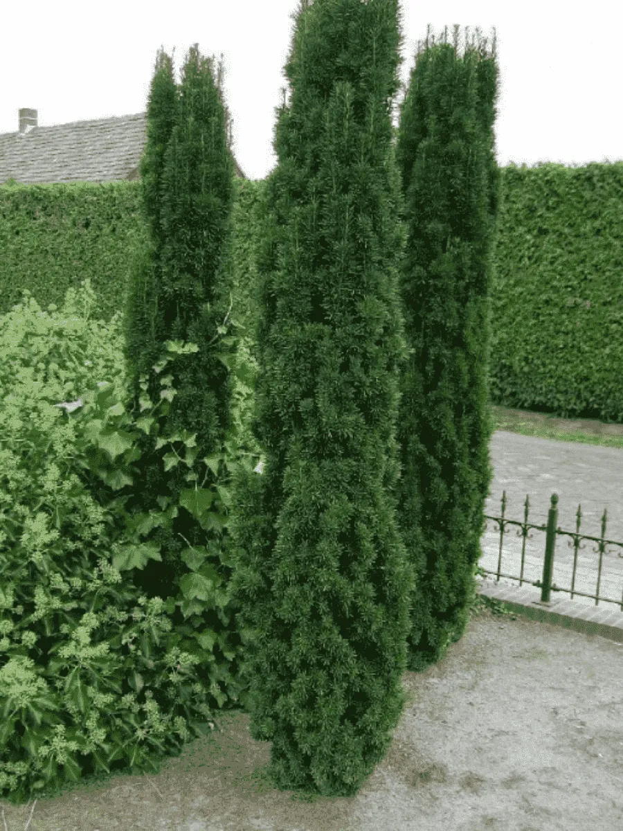 Тис ягодный Fastigiata Robusta