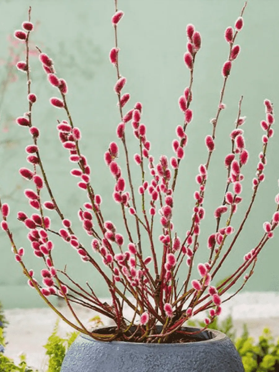 Ива тонкостолбиковая Mount Aso