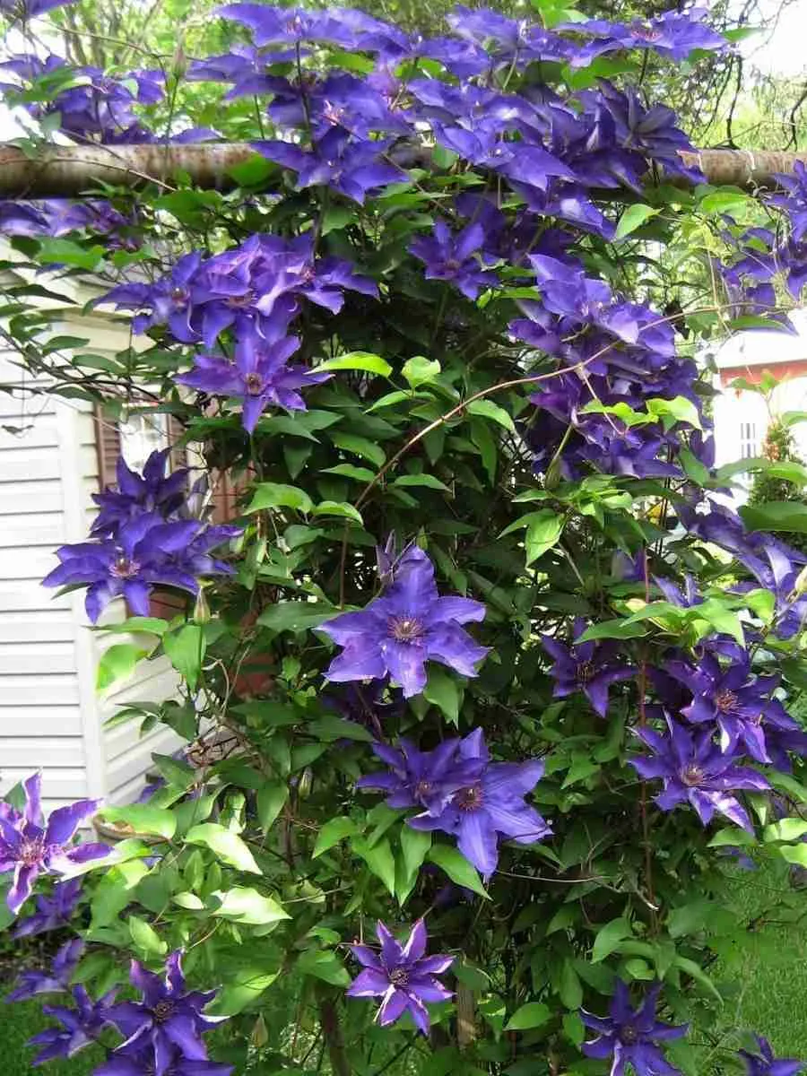 Клематис Vida la vida