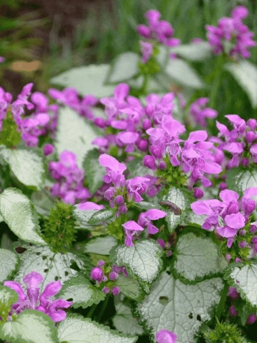 Яснотка крапчатая Red Nancy