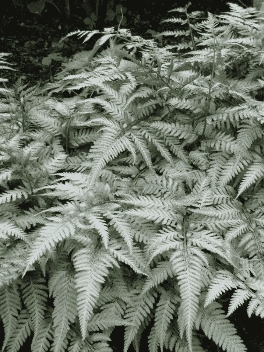 Кочедыжник ниппонский Silver Falls