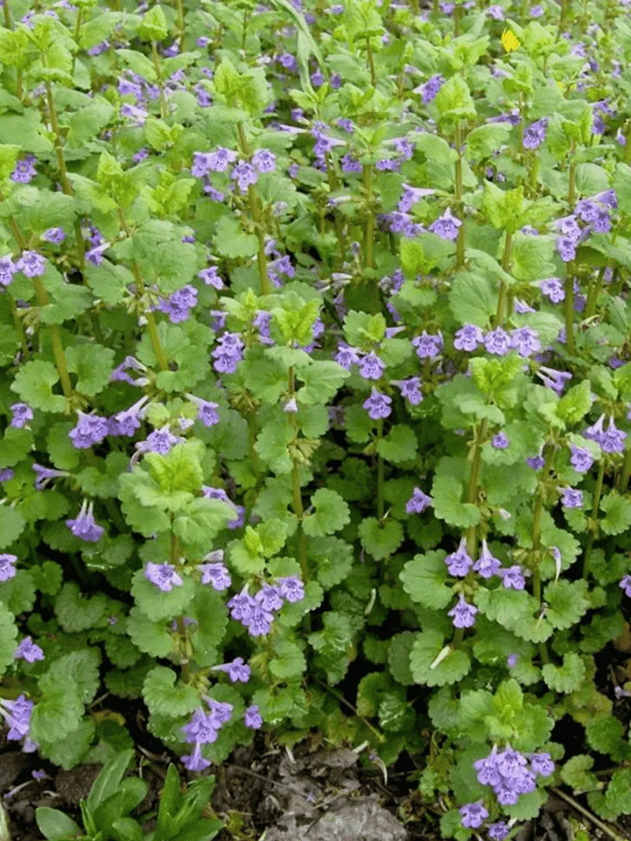 Будра плющевидная