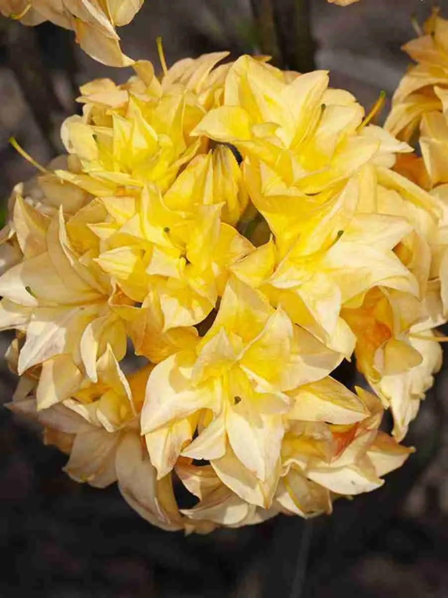 Азалия крупноцветковая Yellow Pom Pom