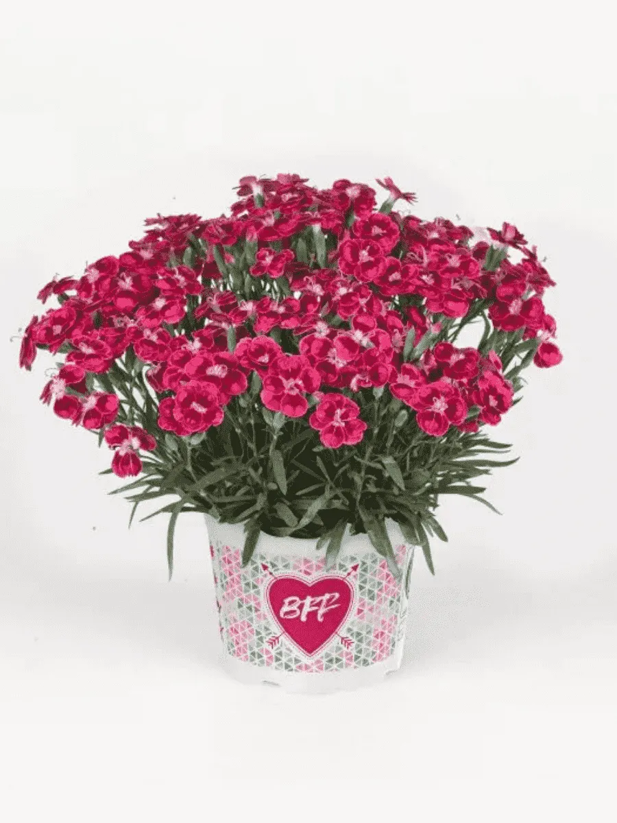 Гвоздика садовая BFF Red