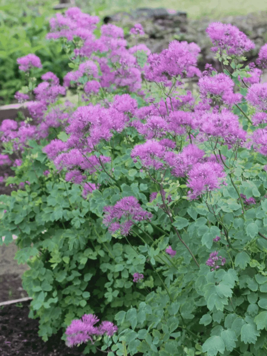 Василистник