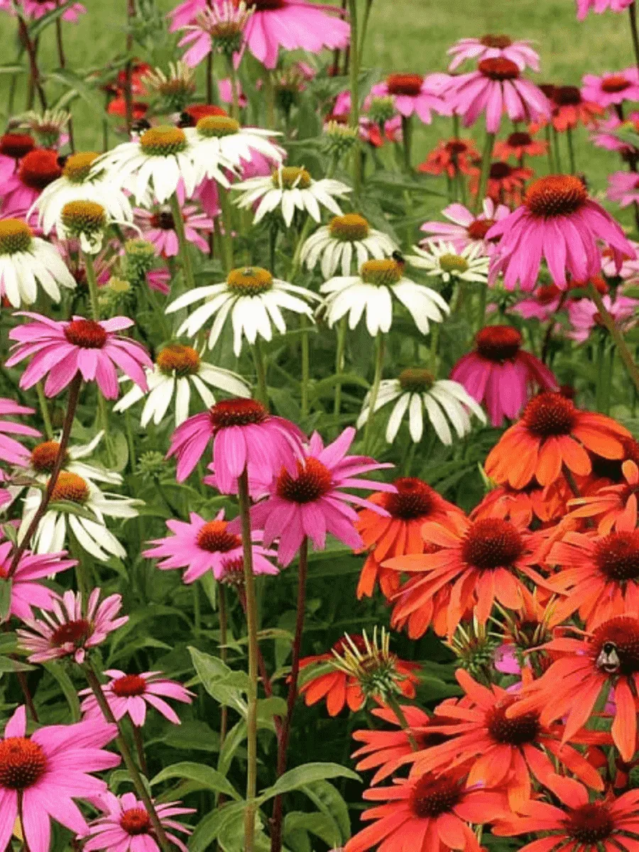 Эхинацея
