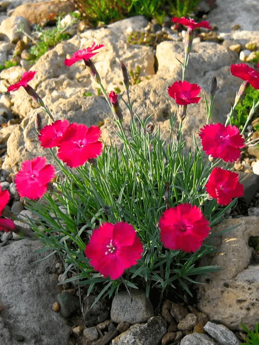 Гвоздика серовато-голубая Badenia