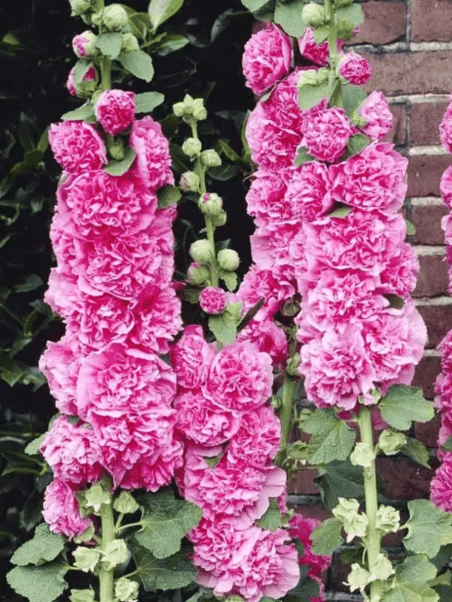 Мальва розовая Poetry