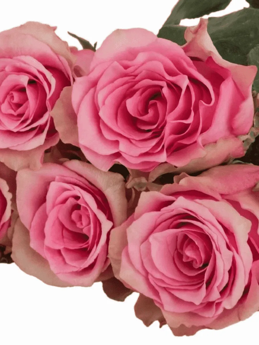 Роза чайно-гибридная Lovely Rhodos