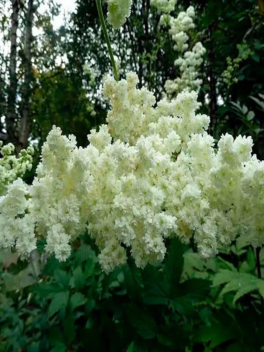 Лабазник вязолистный Plena