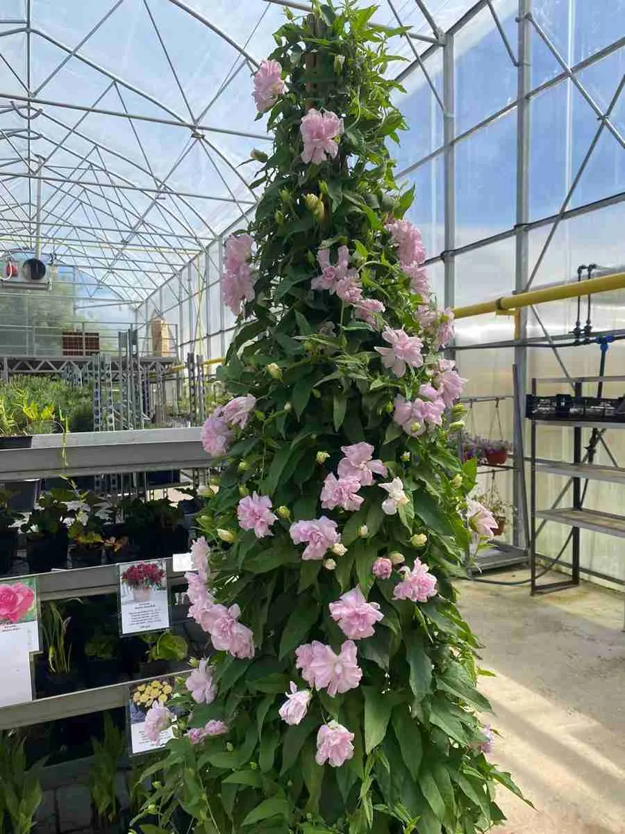 Калистегия плющелистная Flore Pleno