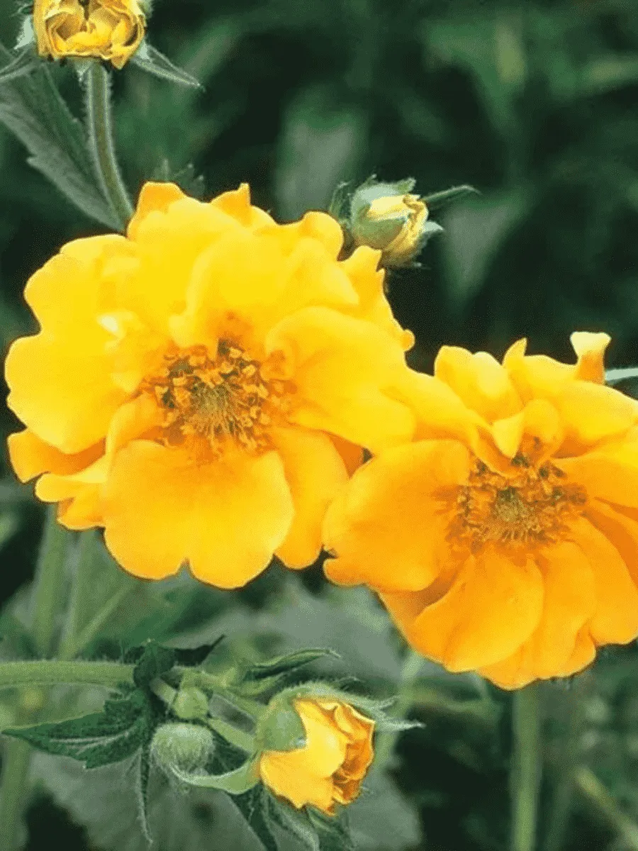 Гравилат чилийский Lady Stratheden