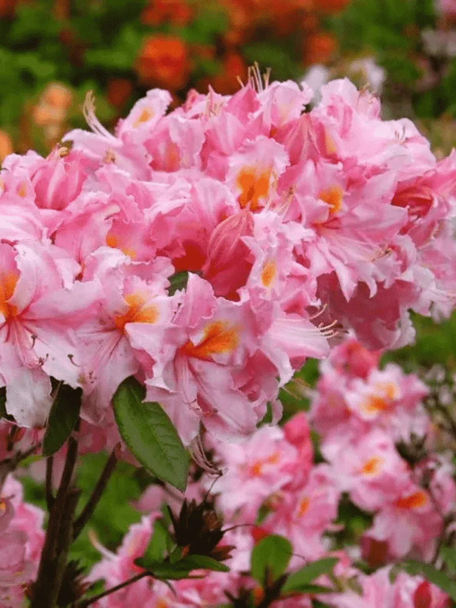 Азалия крупноцветковая Cecile