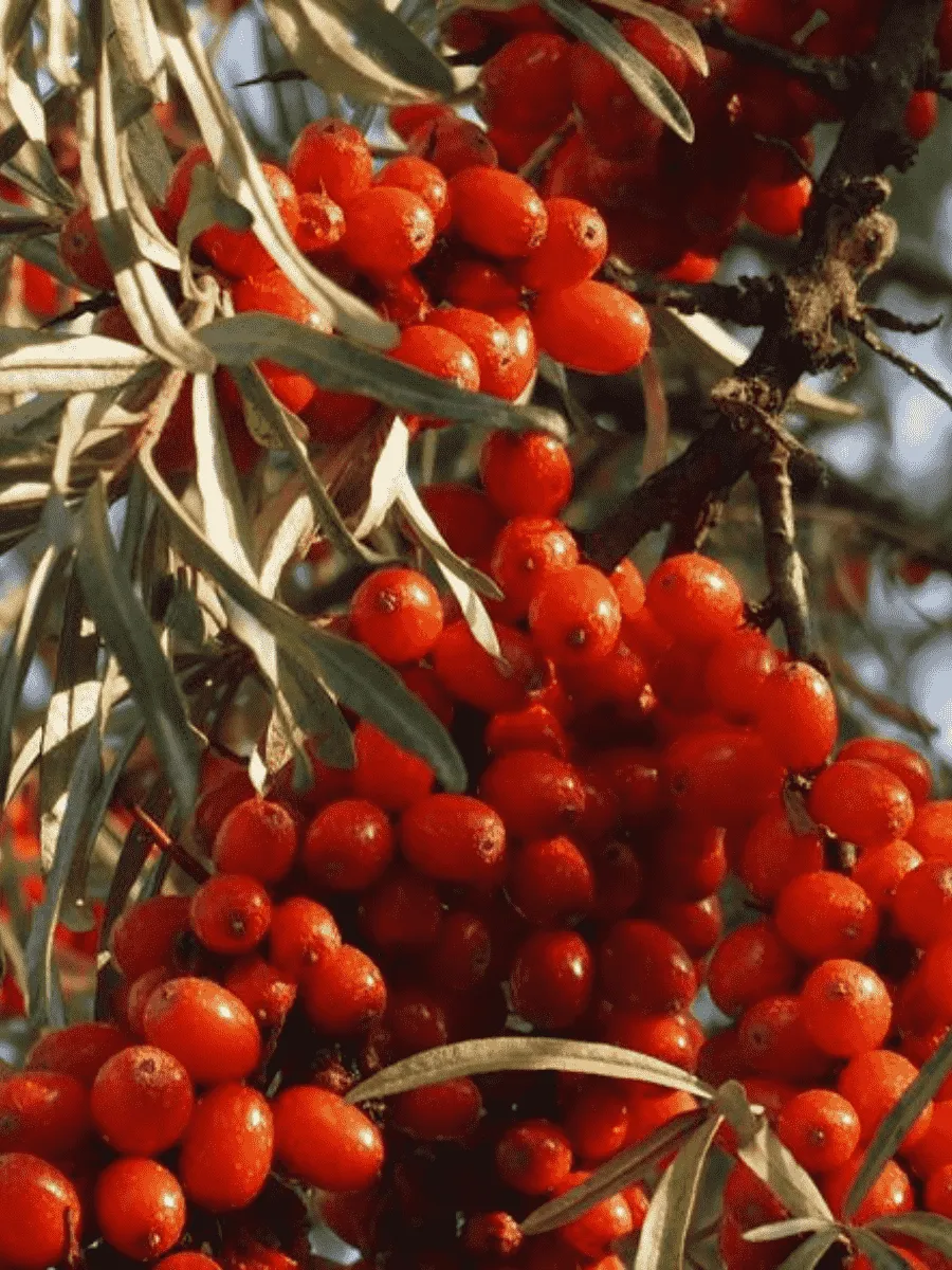 Облепиха масленичная