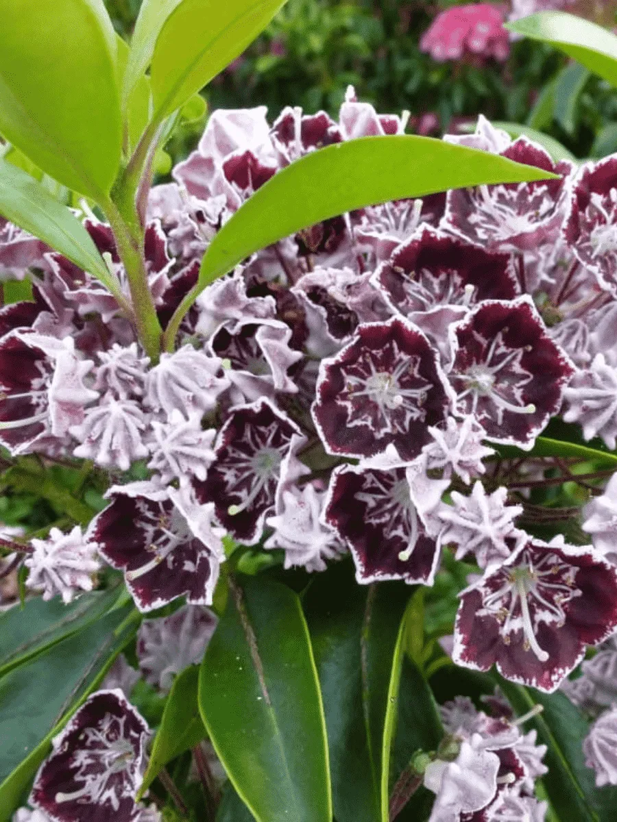 Кальмия широколистная Black Eye