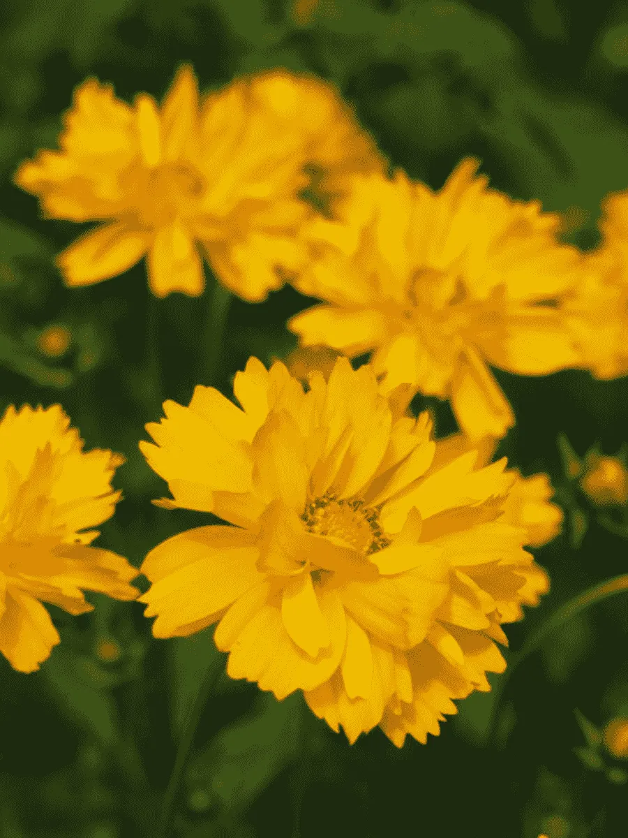 Кореопсис Early Sun Yellow Double