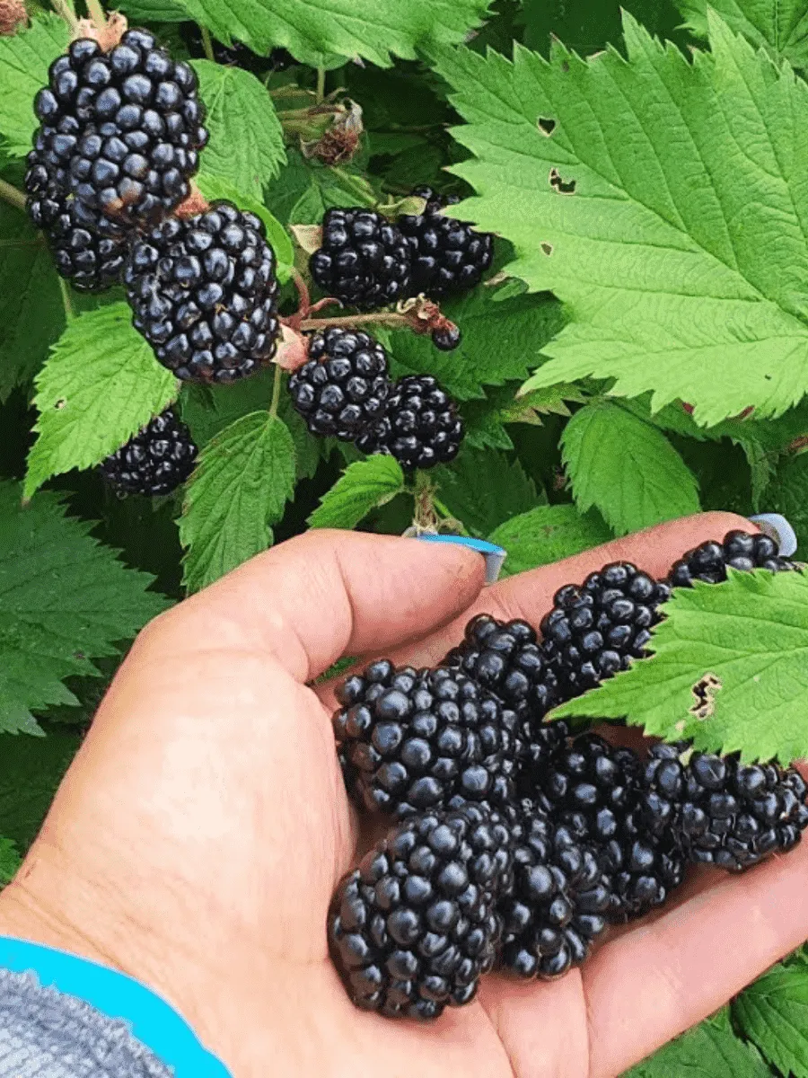 Ежевика Caddo