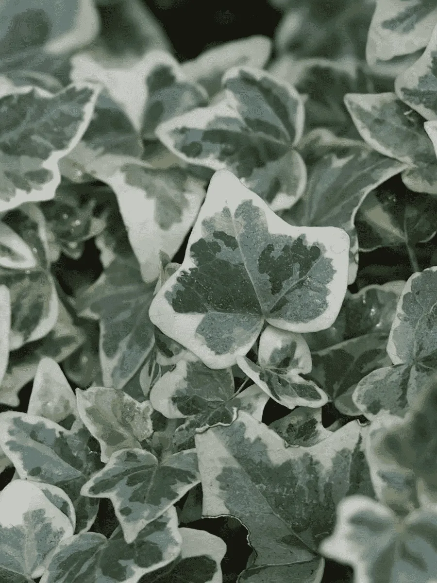 Плющ обыкновенный Glacier