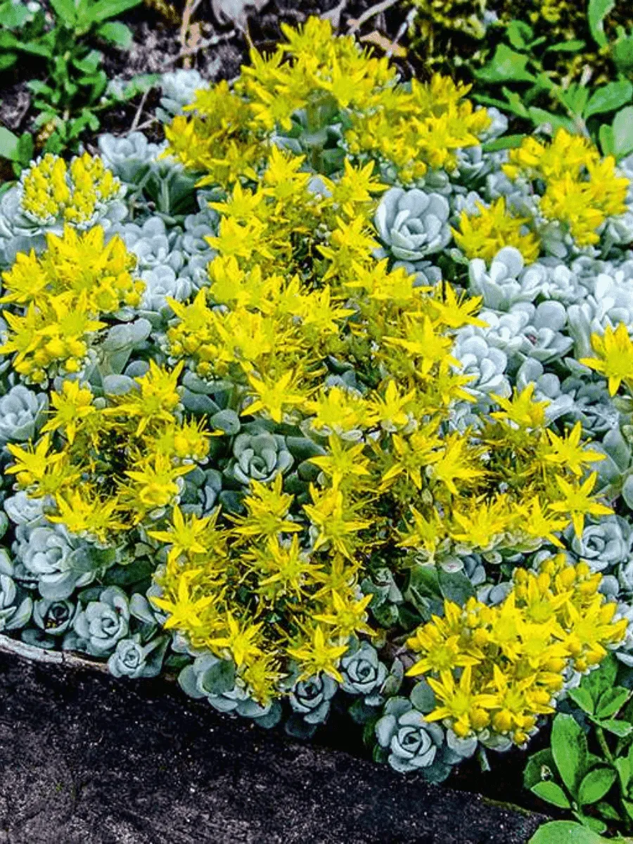 Очиток лопатчатолистный Cape Blanco