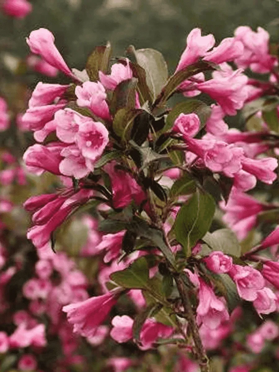 Вейгела цветущая Foliis Purpureis