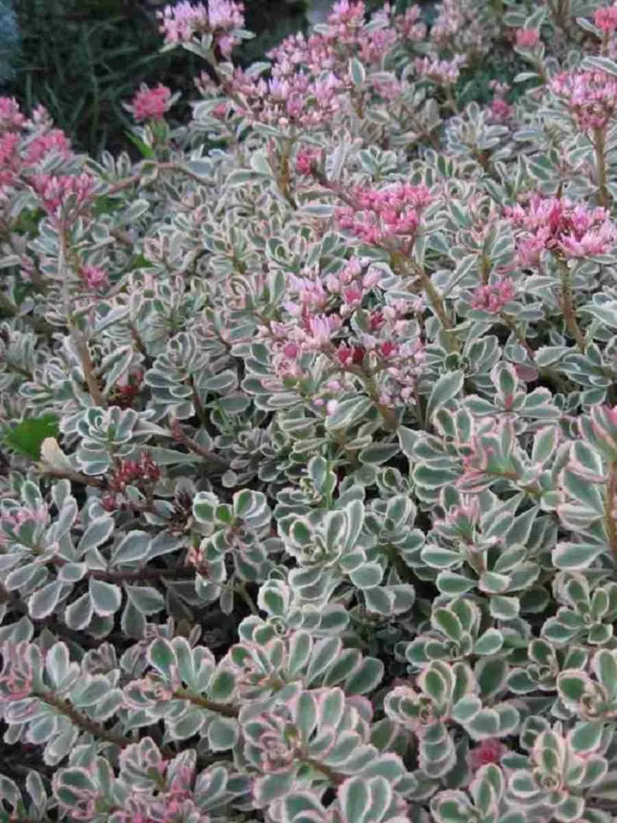 Очиток ложный Mediavariegata