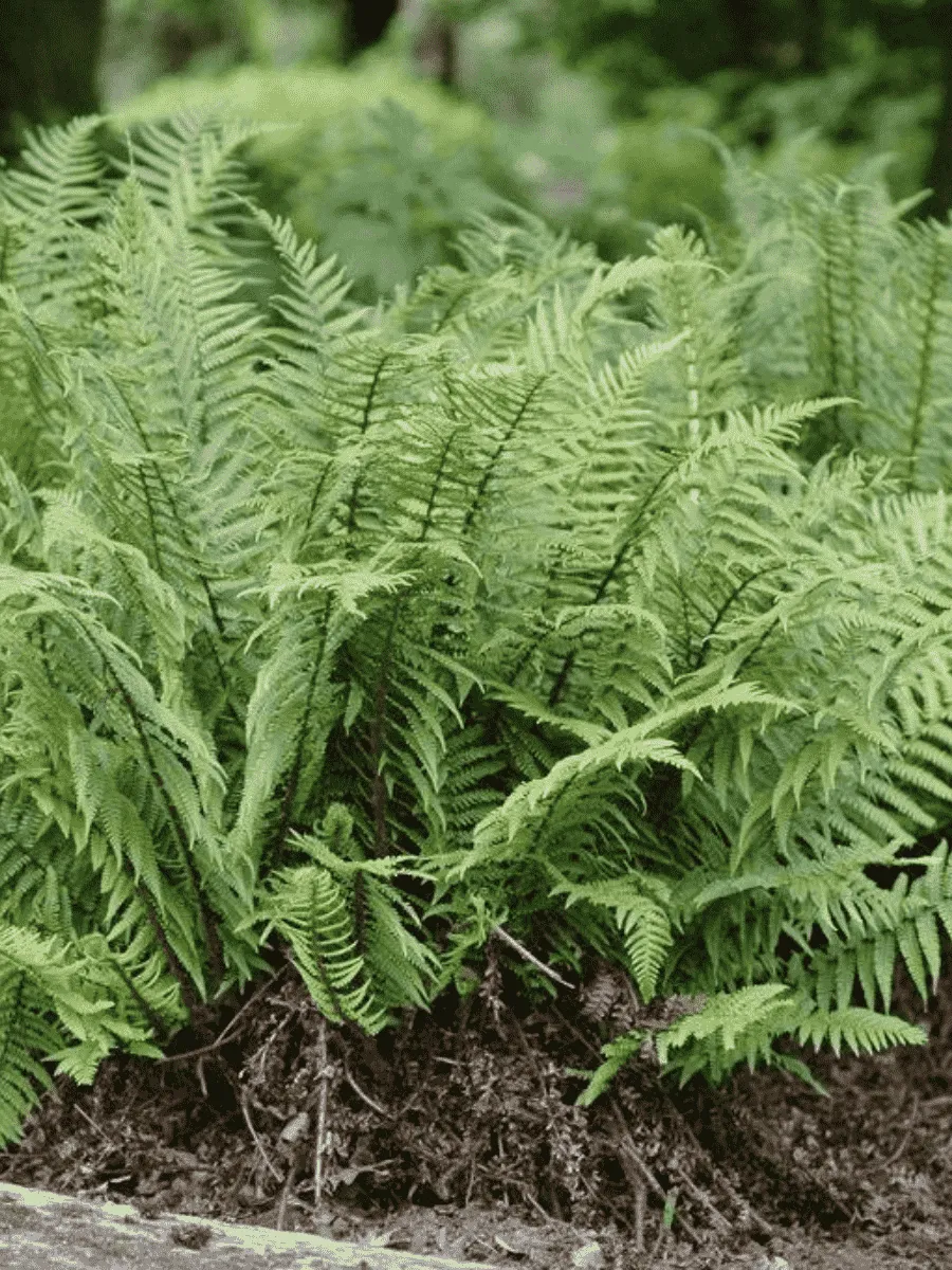 Щитовник родственный