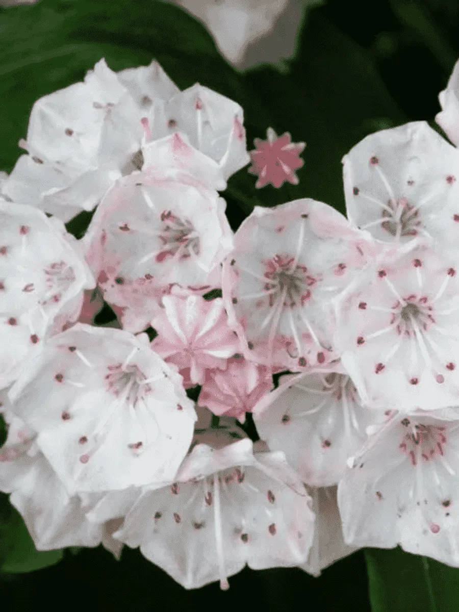 Кальмия широколистная Elf