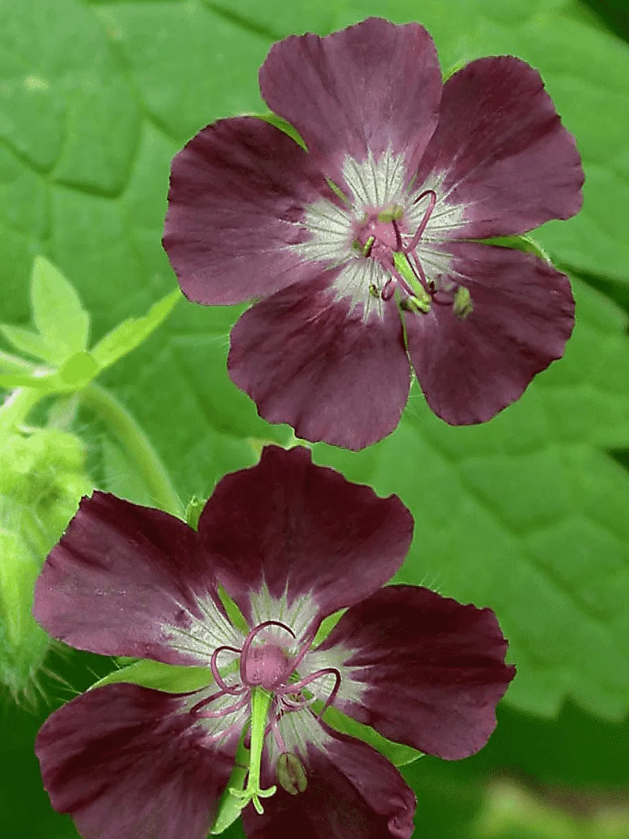 Герань красно-бурая Album