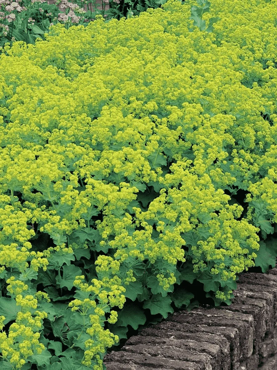 Манжетка мягкая Triller