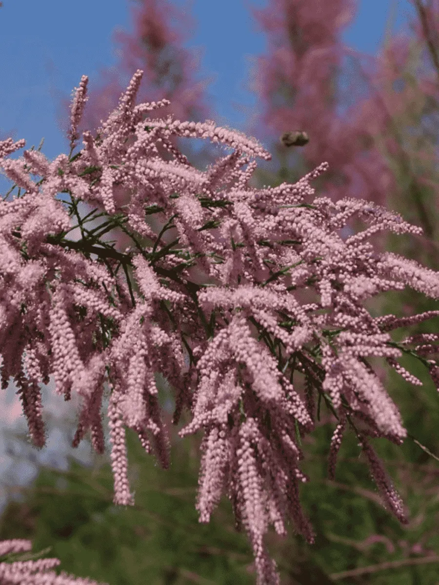 Тамарикс четырехтычинковый