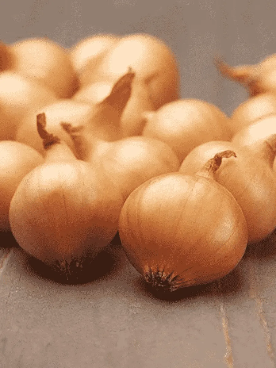 Лук-севок Коррадо