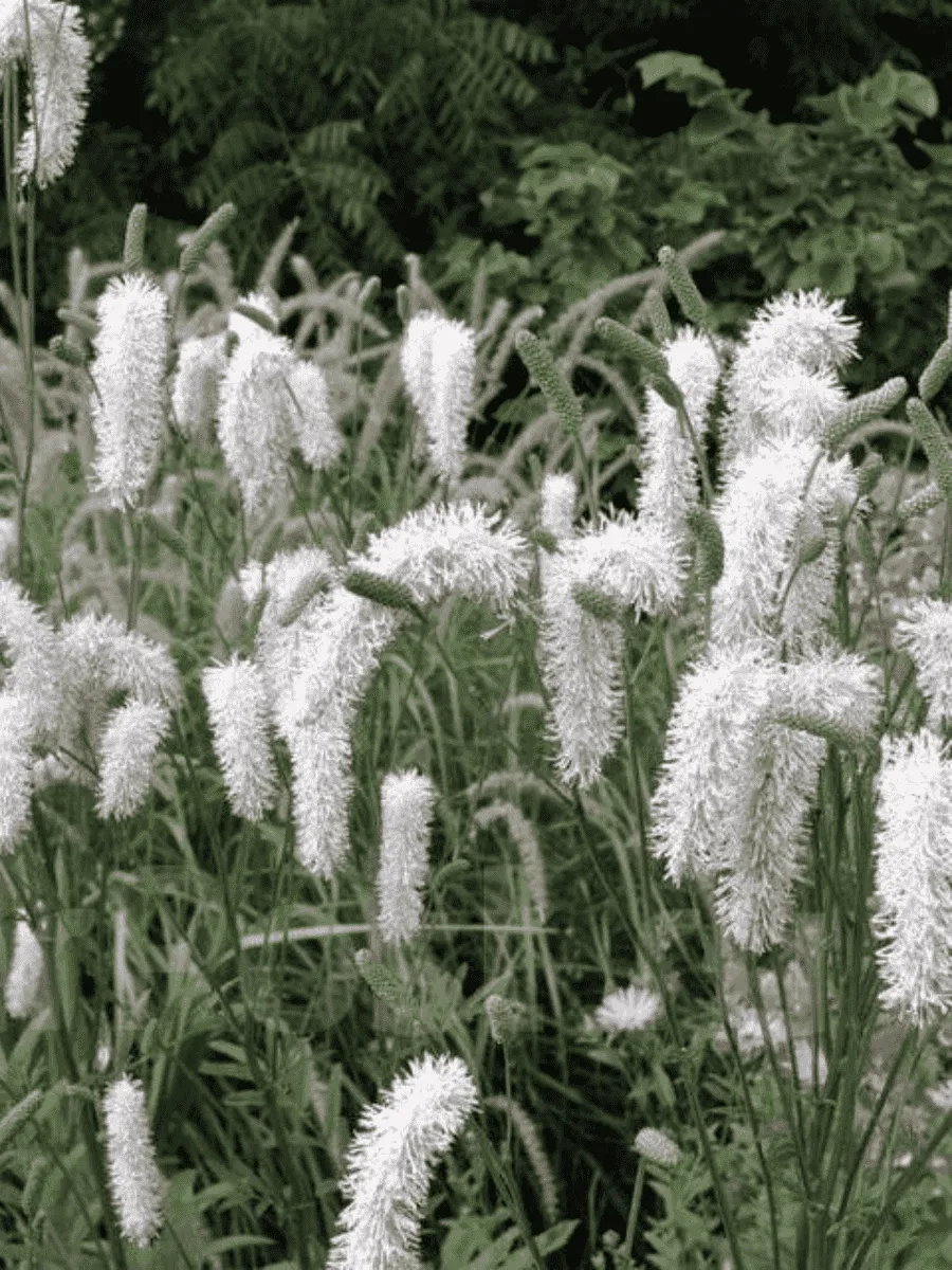 Кровохлебка лекарственная Burr Blanc