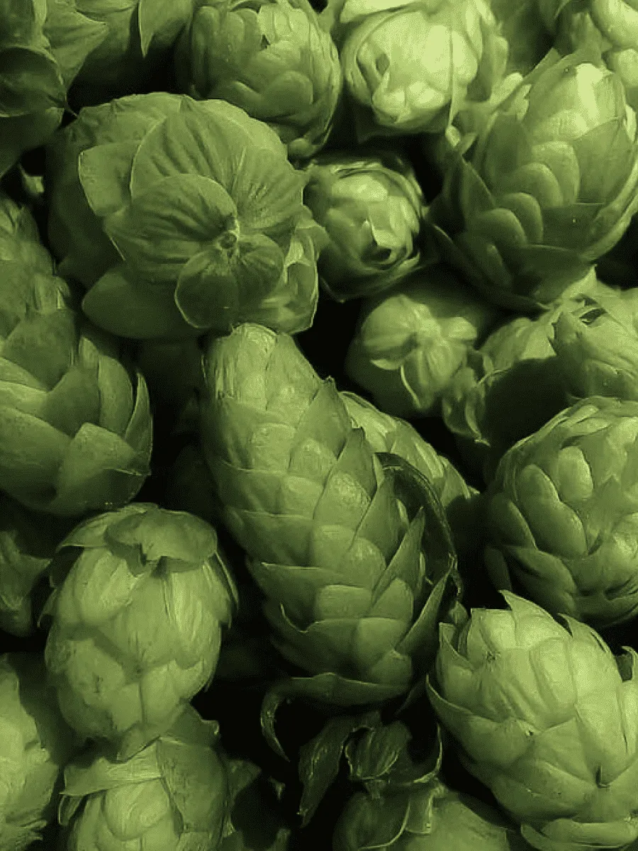 Хмель обыкновенный Феодал