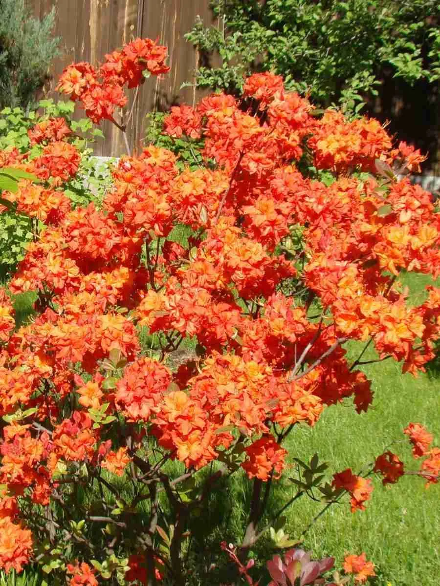 Азалия крупноцветковая Feuerwerk