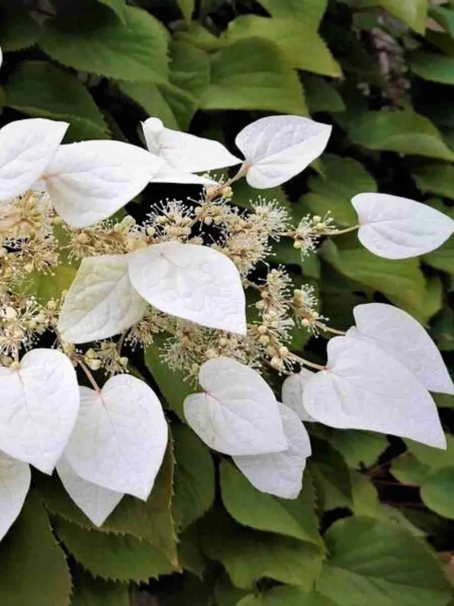 Схизофрагма гортензиевидная Moonlight