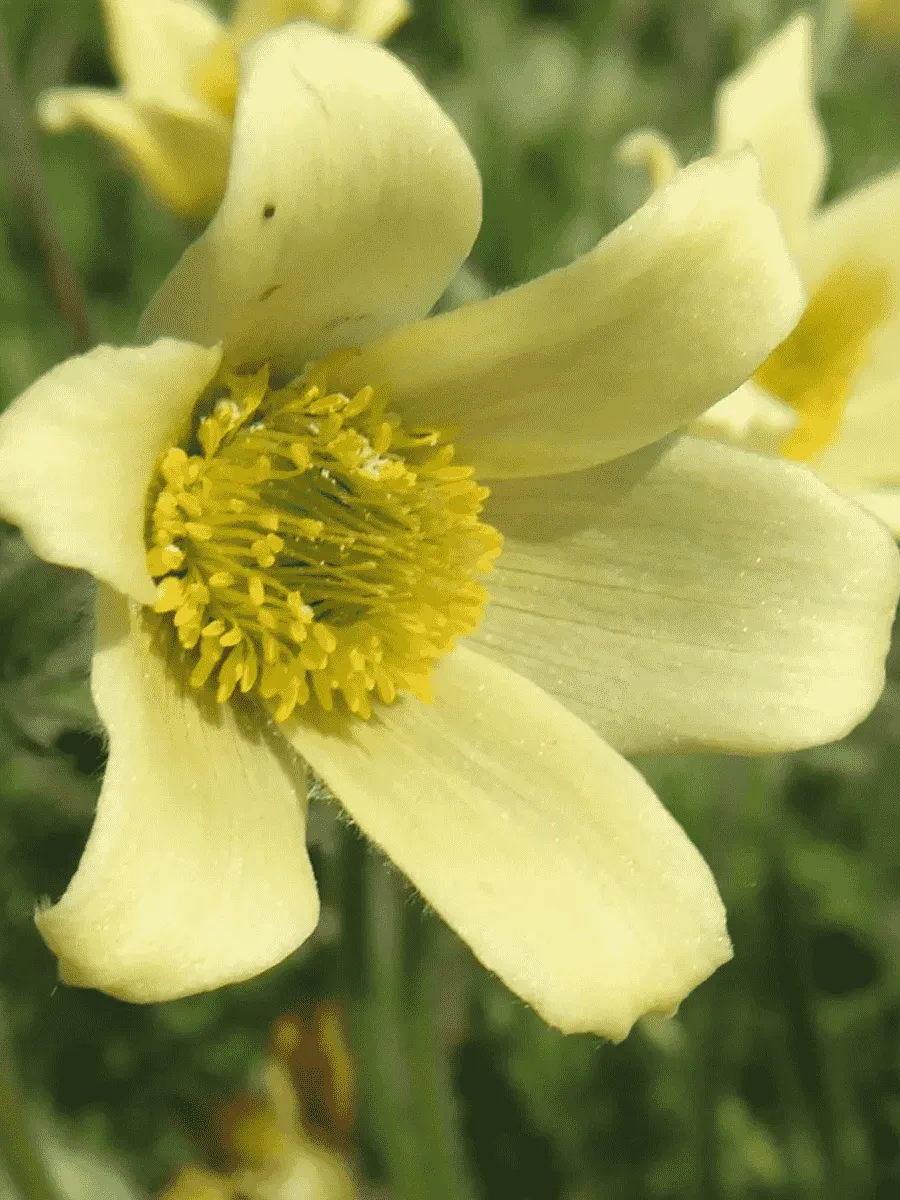 Прострел Албанский