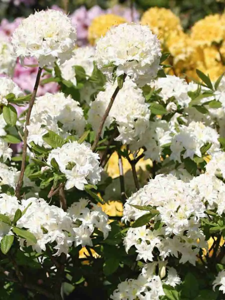 Азалия крупноцветковая Schneekopfchen