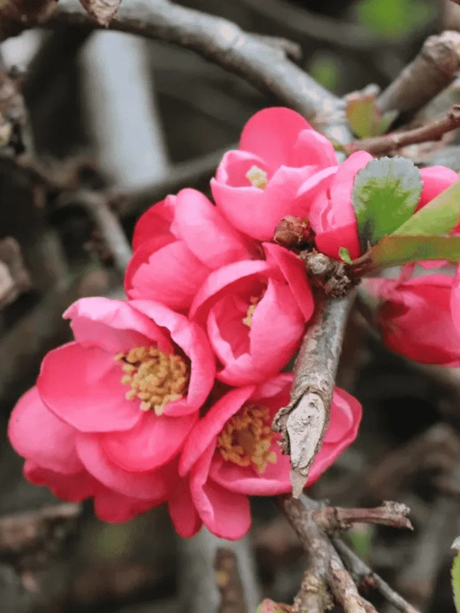 Айва превосходная Pink Lady