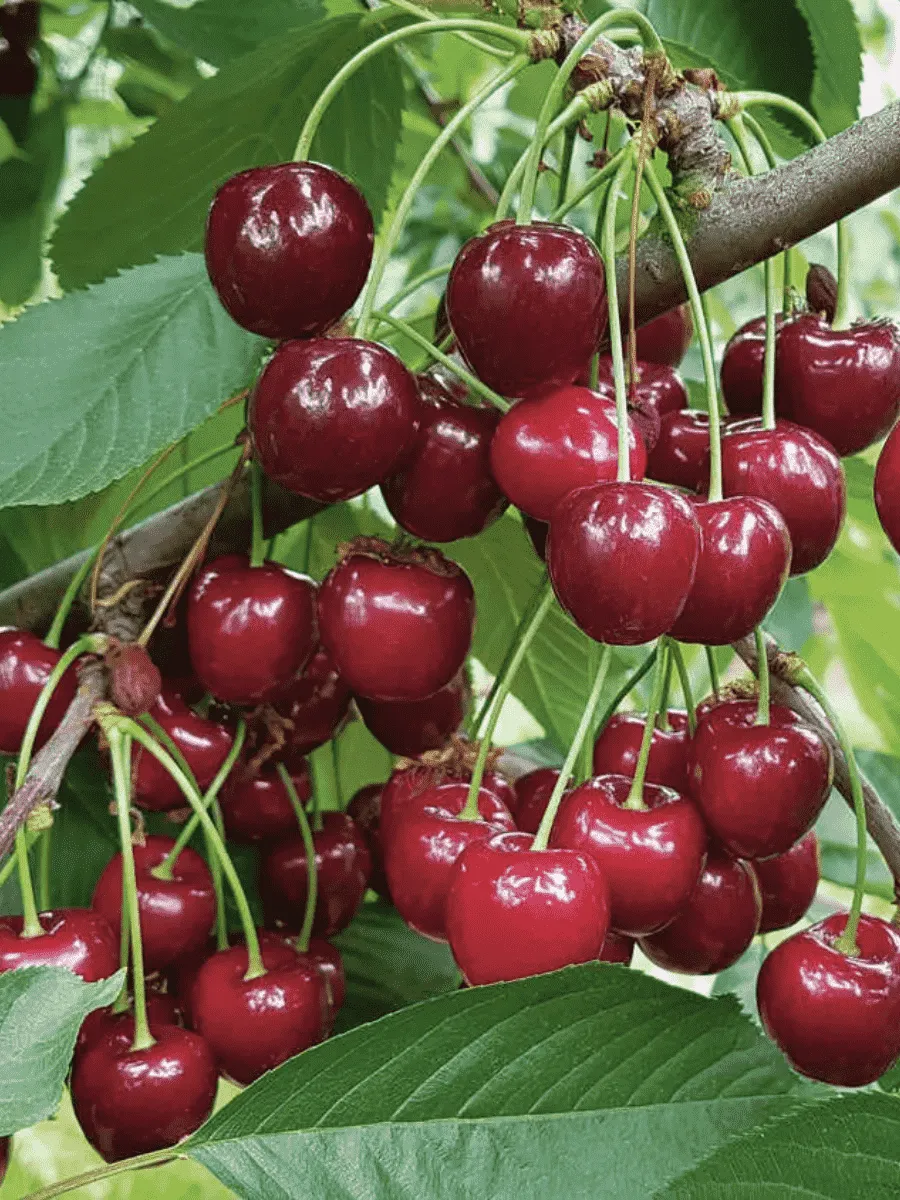 Вишня Десертная Морозовой