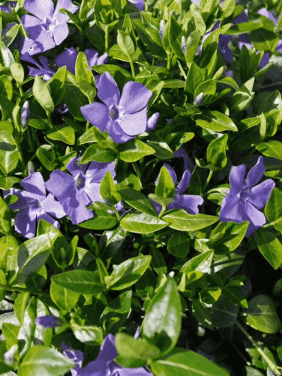 Барвинок малый La Grave