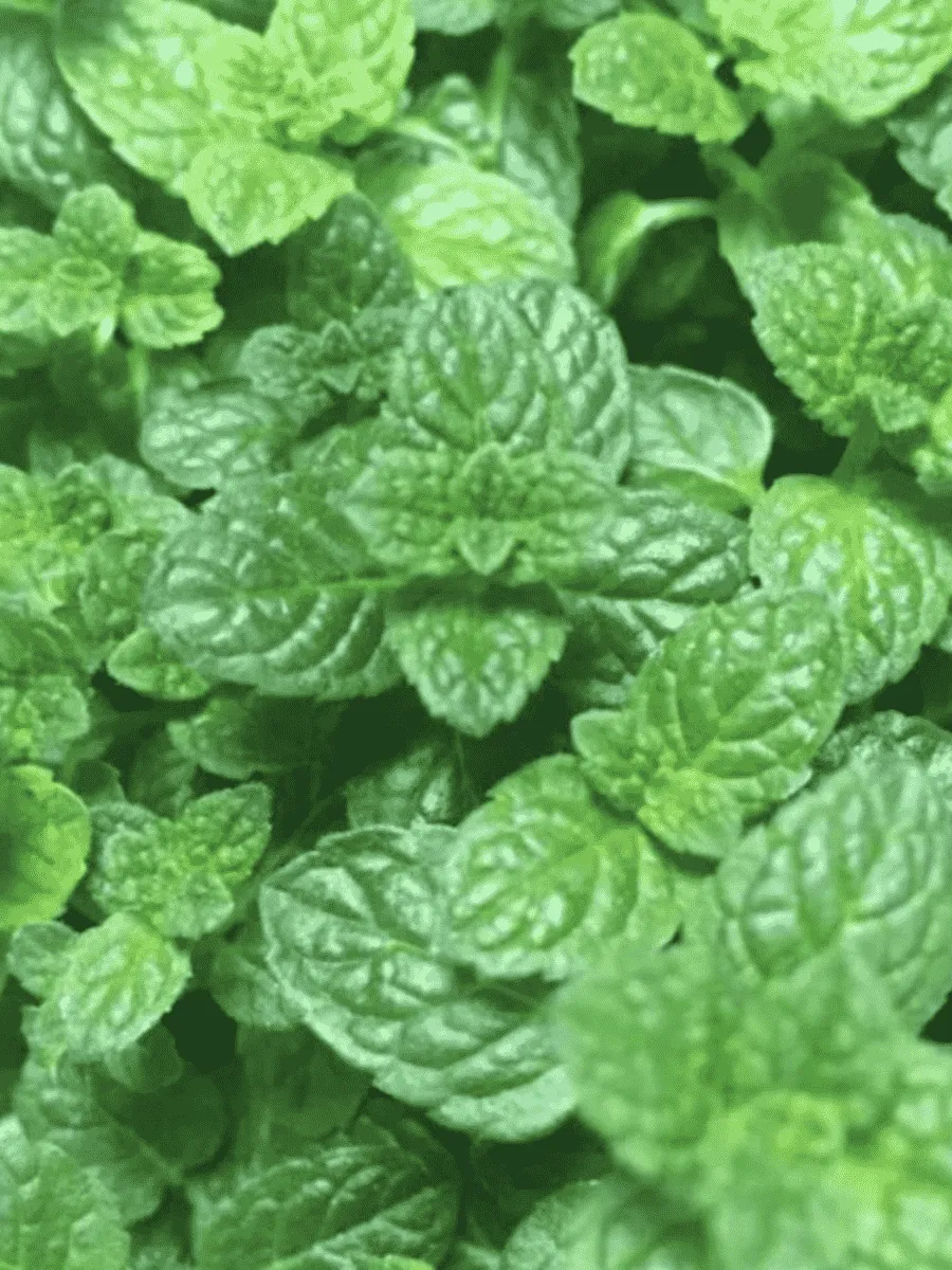 Мята колосистая Marokko